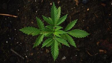 Does Marijuana Legalisation Affect the Environment?