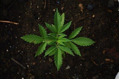 Does Marijuana Legalisation Affect the Environment?