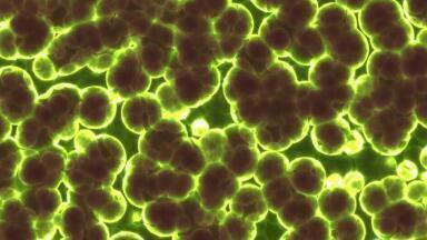 Does Air Pollution Aid Drug-Resistant Bacteria?