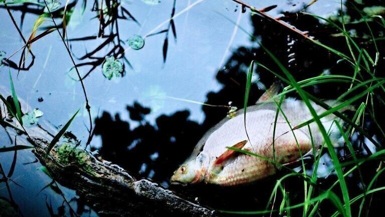 What Killed 10,000 Fish in Northumberland?