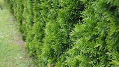 Are Hedges the Solution to Urban Pollution?