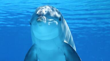How is Pollution Affecting Dolphins in the Wild?