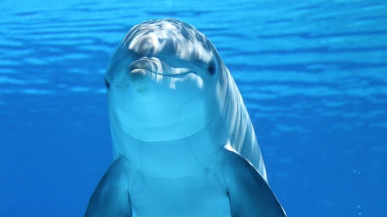How is Pollution Affecting Dolphins in the Wild?