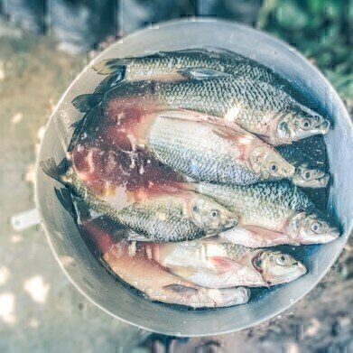 What's the Best Way to Cook Your Fish? — Chromatography Explores