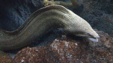 Can a Robotic Eel Clean Up Rivers?