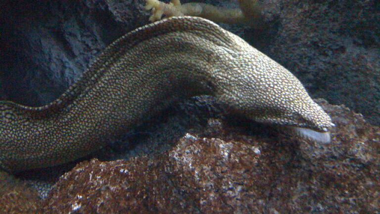 Can a Robotic Eel Clean Up Rivers?