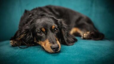 Why Are Dogs Turning Blue in Mumbai?