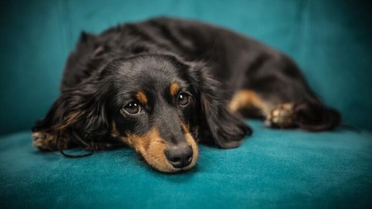 Why Are Dogs Turning Blue in Mumbai?