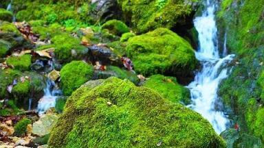 Can Moss Be Used to Monitor Pollution?