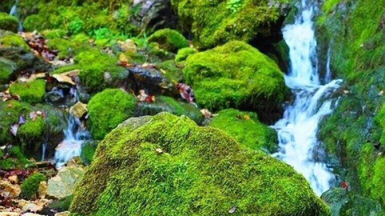 Can Moss Be Used to Monitor Pollution?