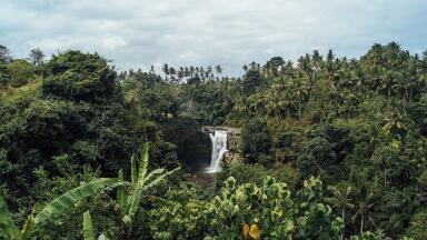 Are Tropical Forests Still Capturing Carbon?