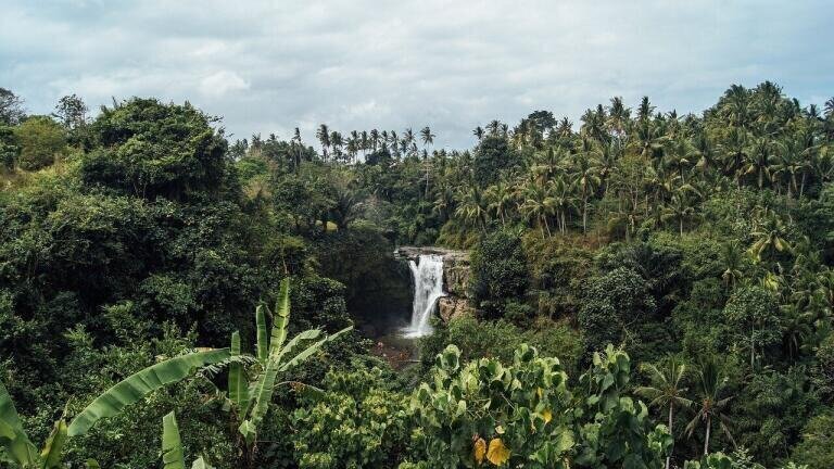 Are Tropical Forests Still Capturing Carbon?