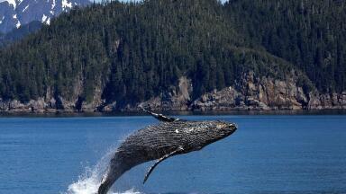 How Does Noise Pollution Affect Whales?