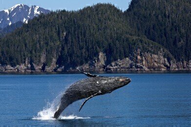 How Does Noise Pollution Affect Whales?