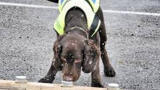 Water Company Recruits Sniffer Dog in War on Leaks