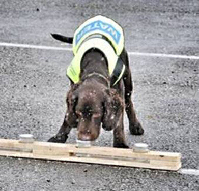Water Company Recruits Sniffer Dog in War on Leaks