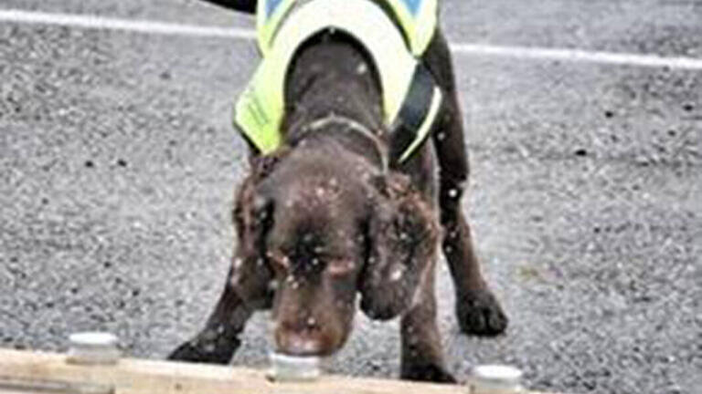 Water Company Recruits Sniffer Dog in War on Leaks