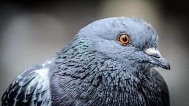 How Can Pigeons Help with Air Monitoring?