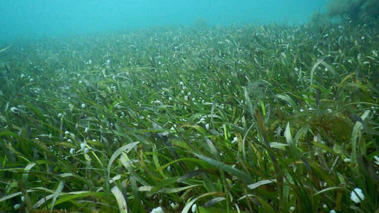 How Does Pollution Affect Seagrass?