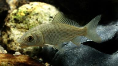 Can Fish Survive in Polluted Water?