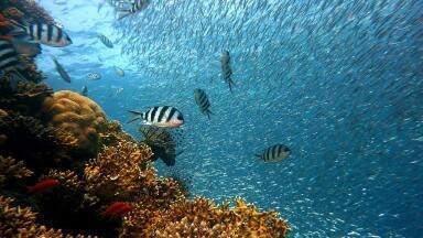 What Is Underwater Noise Pollution?