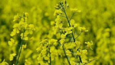 Is More CO2 Better for Plants?