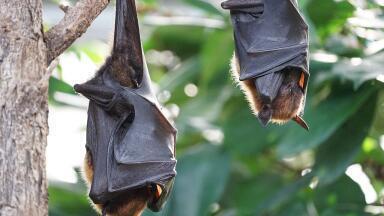 Can Bats Help Locate Clean Water?