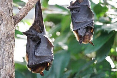 Can Bats Help Locate Clean Water?
