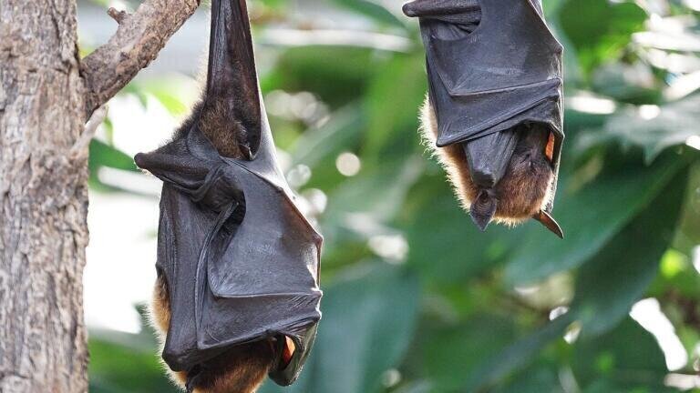 Can Bats Help Locate Clean Water?