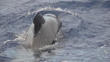How Does Plastic Pollution Affect Whales?