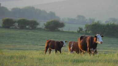 How Is the UK Cracking Down on Farming Pollution?