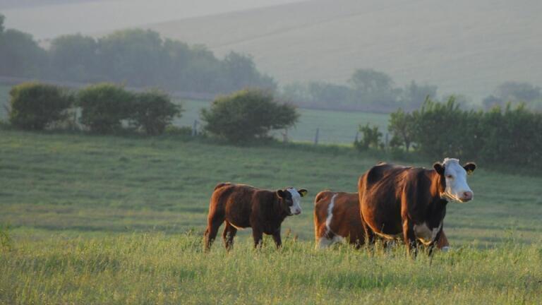 How Is the UK Cracking Down on Farming Pollution?