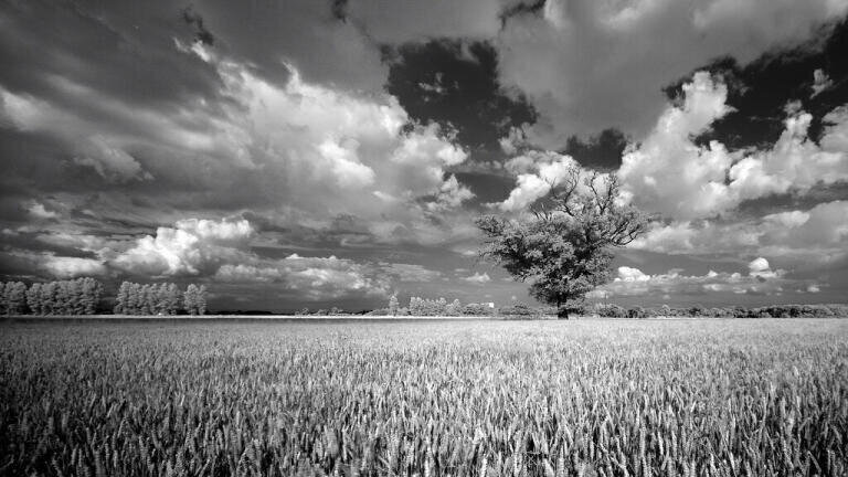 How Do Heatwaves Affect Ozone?