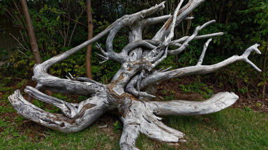 Is Pollution Killing Trees?