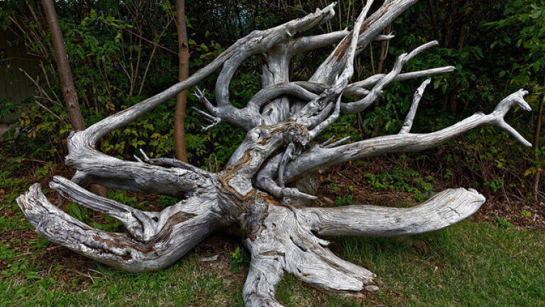 Is Pollution Killing Trees?