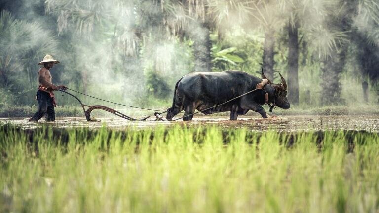How Does Pollution Affect Rice?