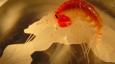 How Does Wildlife React to Pollution?