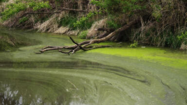 Can Algal Blooms Affect Small Lakes and Ponds?