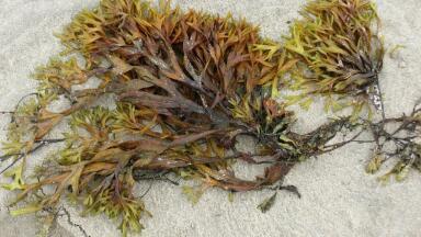 Is Seaweed the Key to Tackling Plastic Pollution?
