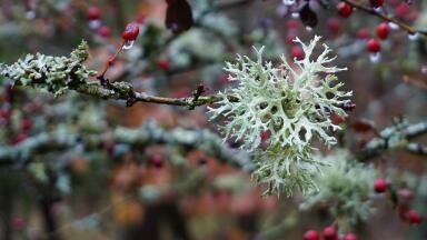 Why Are Lichens a Warning Sign of Climate Change?