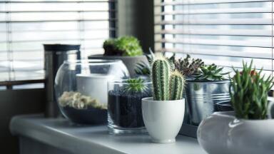 Can Windows Combat Pollution?