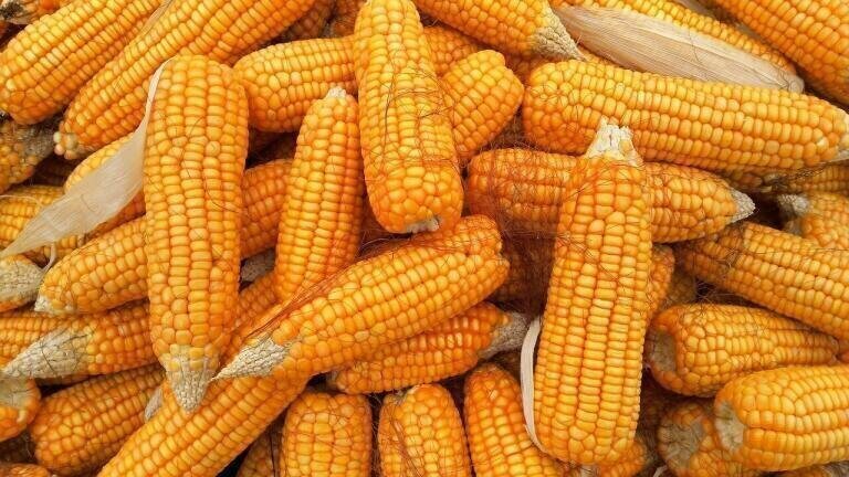 How Much Pollution Does Corn Generate?