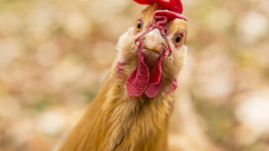 How Scottish poultry hens are generating heat and power for their farm