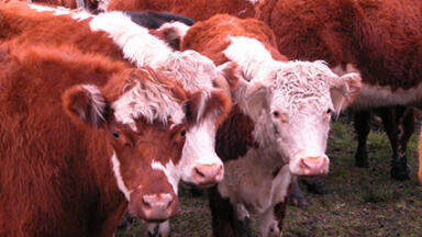 Energy from farm manure