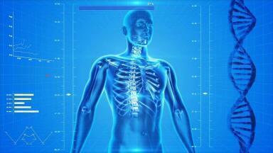 Which Organs Does Air Pollution Damage?