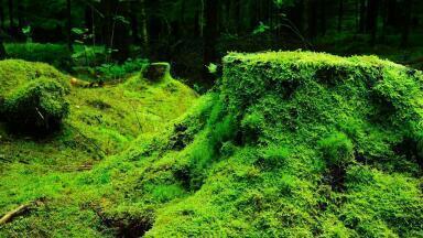 Can Moss Reduce Air Pollution Levels?
