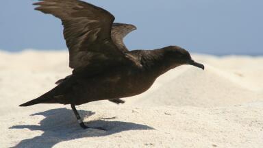 Are Seabirds Getting Smaller?