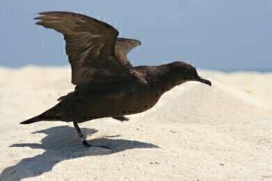 Are Seabirds Getting Smaller?