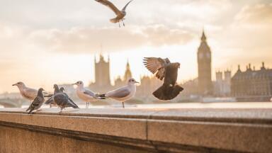 UK Makes 'Almost No Progress' with Air Pollution