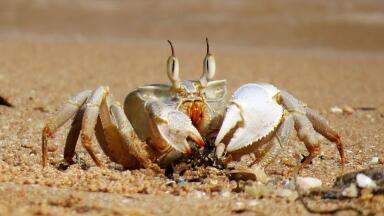 Half a Million Crabs Killed by Plastic Pollution
